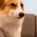 sneaky dog meme